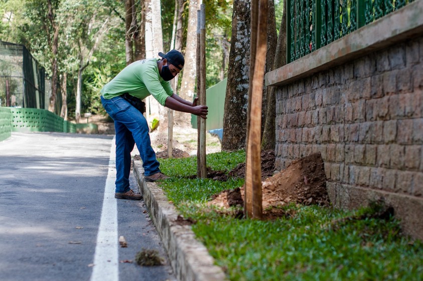 Prefeitura planta 600 mudas de árvores nesta semana em Volta Redonda