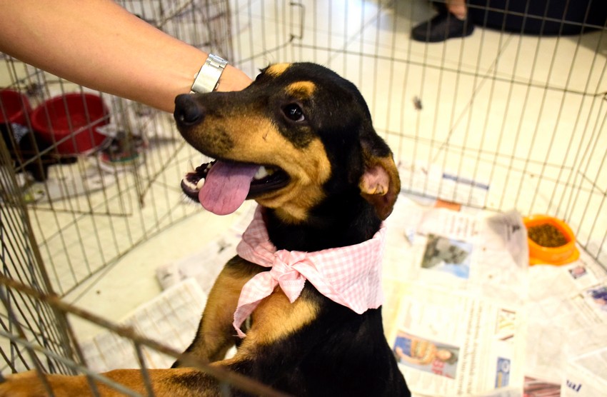 CCZ expõe cães e gatos em feira de adoção no Resende shopping neste sábado, dia 1º