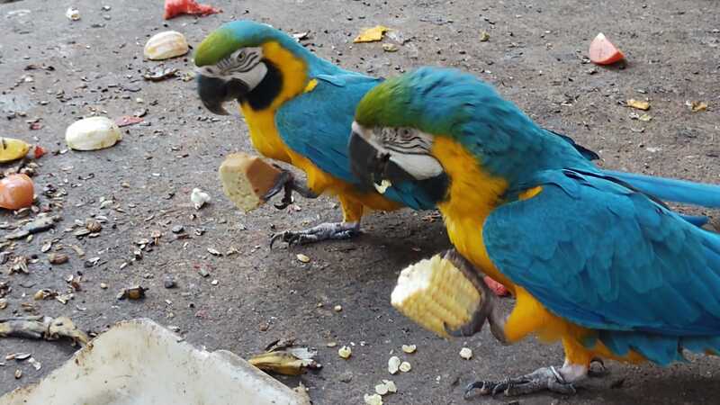 Animais do zoológico de Volta Redonda ganham festa junina com dieta saudável