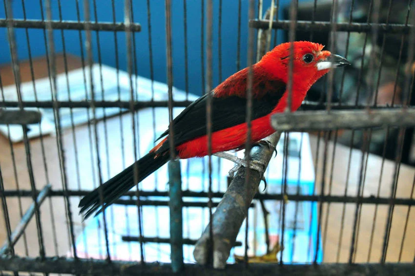 pa 1