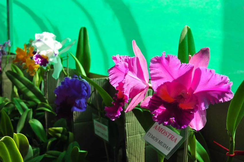 27 09 18 Exposio de Orqudeas CEMAE Chico de Assis 10