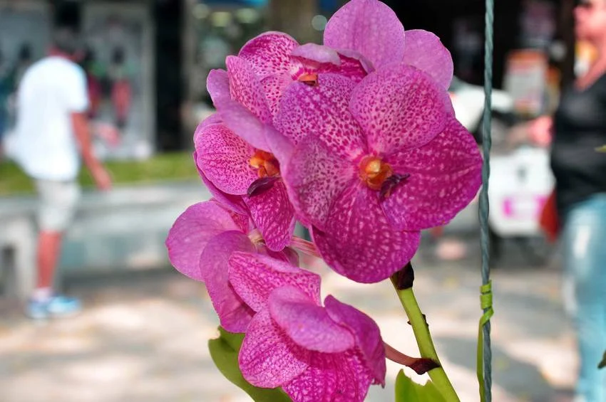 27 09 18 Exposio de Orqudeas CEMAE Chico de Assis 12 1