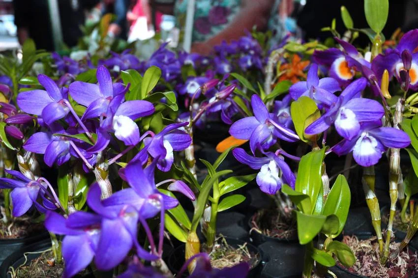 27 09 18 Exposio de Orqudeas CEMAE Chico de Assis 7