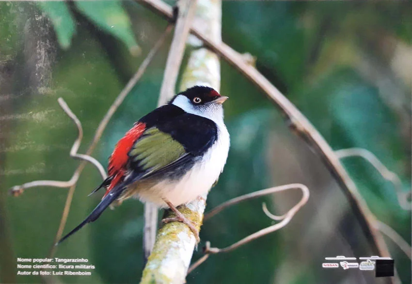 Exposição fotográfica na fccmm reúne registros de aves em parque de resende