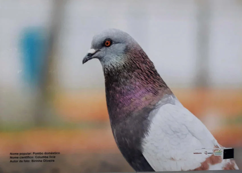 Exposição fotográfica na fccmm reúne registros de aves em parque de resende