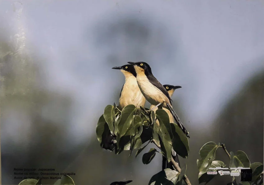 Exposição fotográfica na fccmm reúne registros de aves em parque de resende
