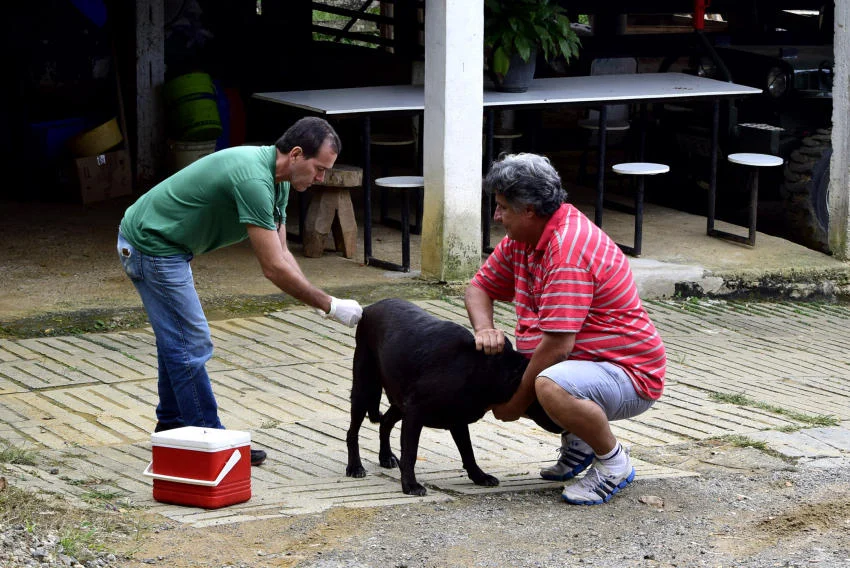 CCZ divulga calendário parcial da campanha de vacinação antirrábica