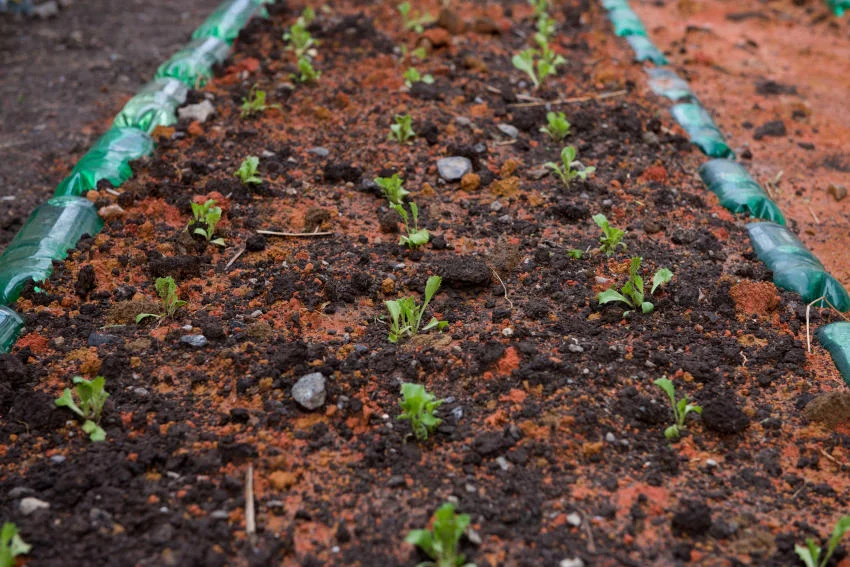 Horta solidária em escola de Resende ganha novos projetos sustentáveis
