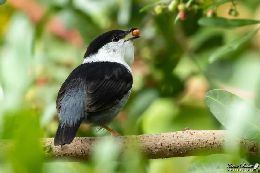 MAM Resende abrirá exposição fotográfica “Saberes da Natureza” nesta quinta.
