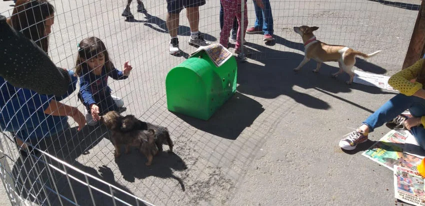Volta Redonda conta com Coordenação de Bem Estar Animal