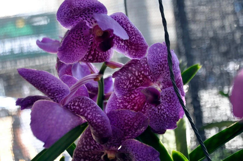 Exposição de Orquídeas é iniciada em Barra Mansa com intenso movimento