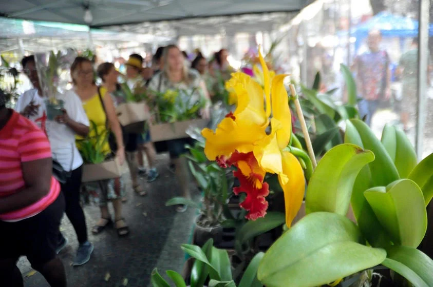 Exposição de Orquídeas é iniciada em Barra Mansa com intenso movimento