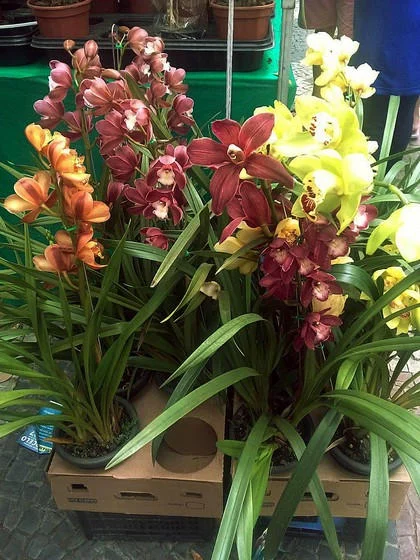 Exposição de Orquídeas promove ação social em Barra Mansa