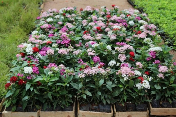 Zoológico de Volta Redonda recebe 66 mil mudas de plantas ornamentais