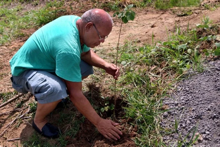 plantio mudas