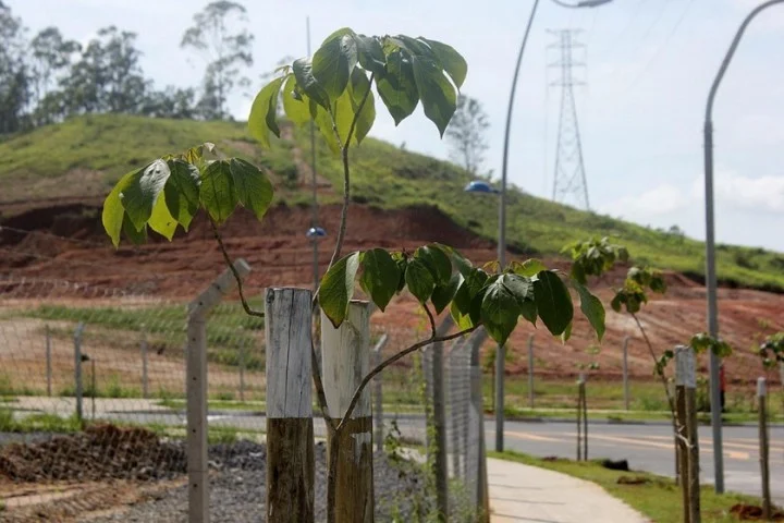 Projeto de Arborização Urbana avança em Volta Redonda