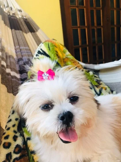 Prefeitura de Volta Redonda garante vida nova para cães e gatos vítimas de maus tratos
