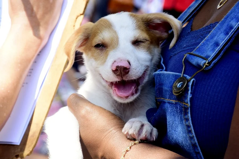 Segunda-feira de adoção de cães e gatos de 2021 acontece neste domingo, dia 7