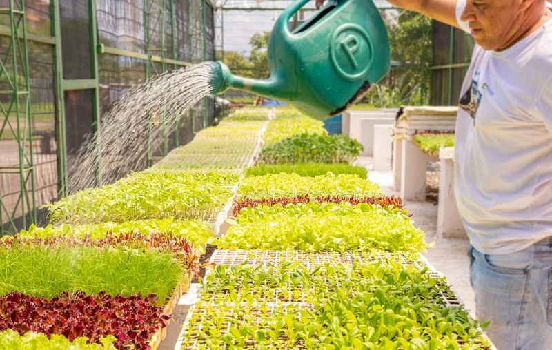 Horta Municipal de Portal Real fará distribuição de hortaliças