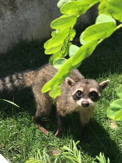 Animal resgatado na via Dutra é devolvido à natureza após recuperação