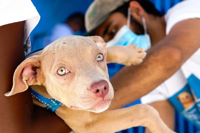Mais uma etapa da campanha de vacinação antirrábica animal 2021 acontece neste sábado, dia 17