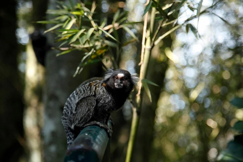 Preservação das áreas verdes do estado é lembrada no Dia da Mata Atlântica