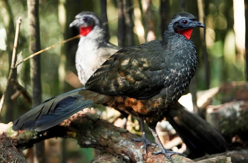 Preservação das áreas verdes do estado é lembrada no Dia da Mata Atlântica