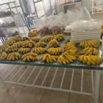Prefeitura libera Kits hortfruti para alunos dos Distritos