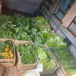Prefeitura libera Kits hortfruti para alunos dos Distritos