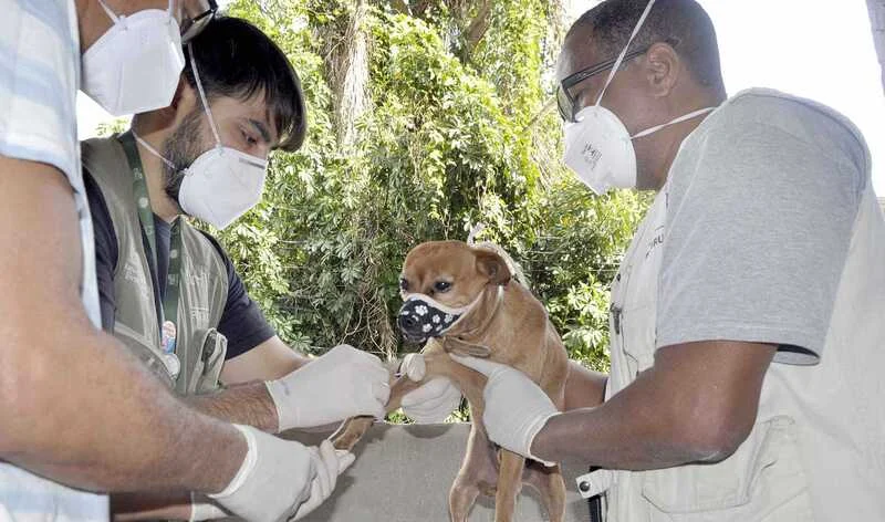 Barra Mansa e Fiocruz iniciam pesquisa sorológica da Leishmania Infantum em cães