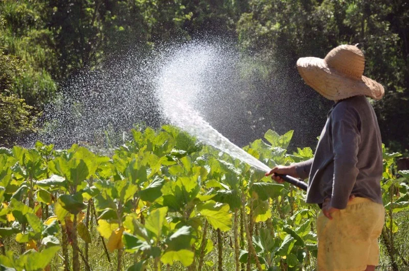 Barra Mansa realiza chamada pública para convocação de produtores da Agricultura Familiar