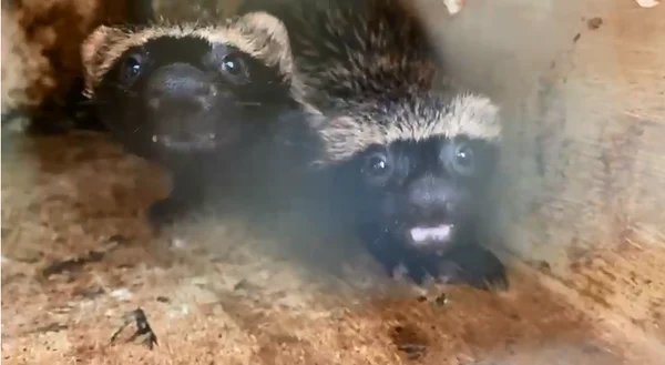 Zoológico Municipal reabilita filhotes de furão devolvidos à natureza
