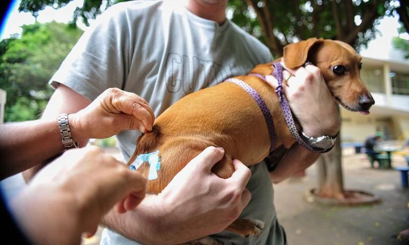 Volta Redonda inicia Campanha de Vacinação Antirrábica Animal neste fim de semana