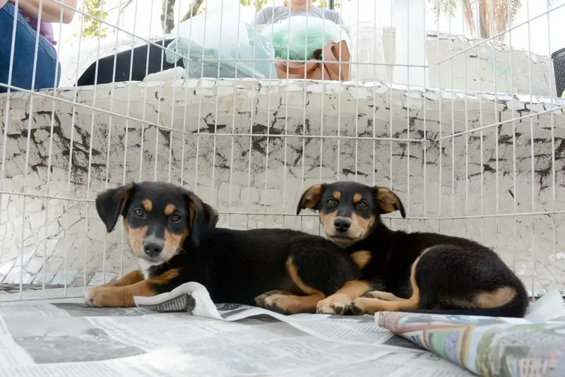 secretaria de proteção e bem estar dos animais