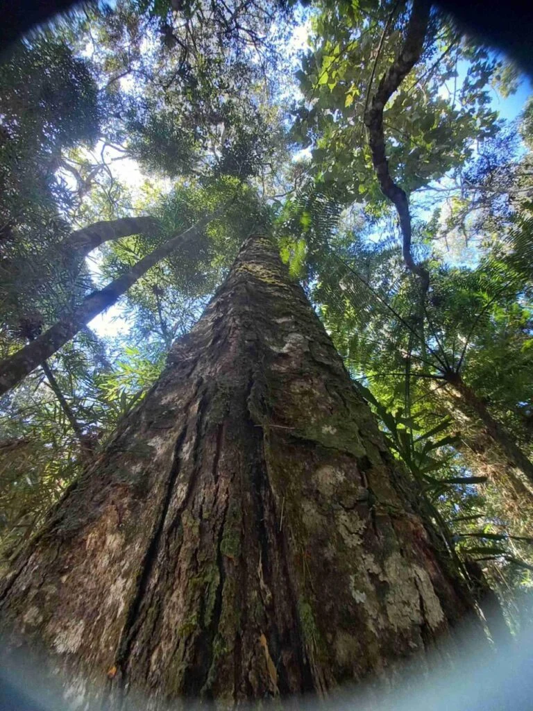 Nova Friburgo ganha mais uma RPPN reconhecida pelo Inea