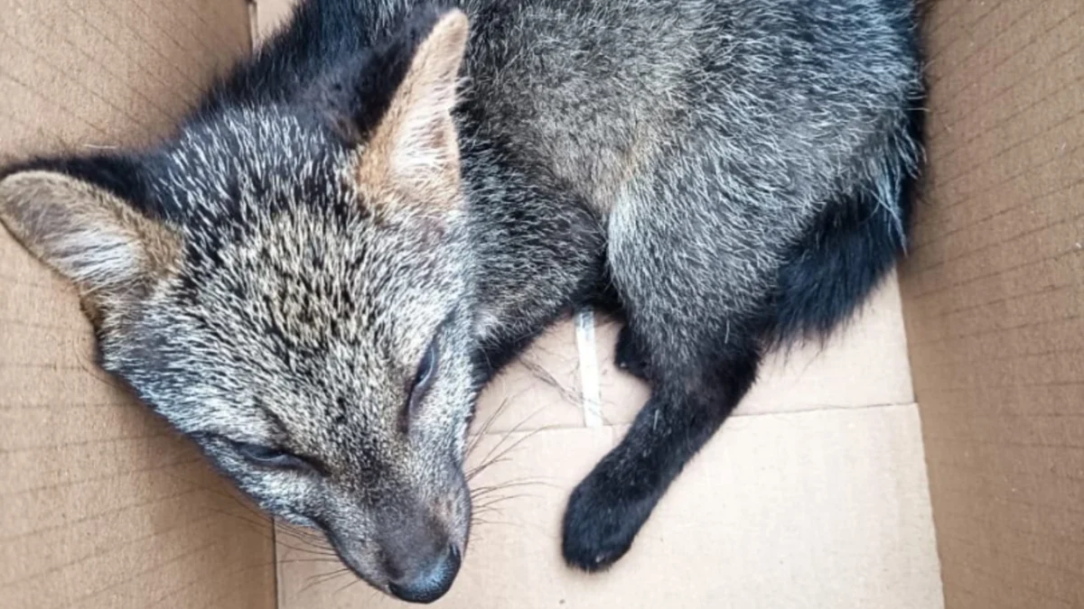 Vigilância Ambiental resgata filhote de cachorro-do-mato em Parapeúna