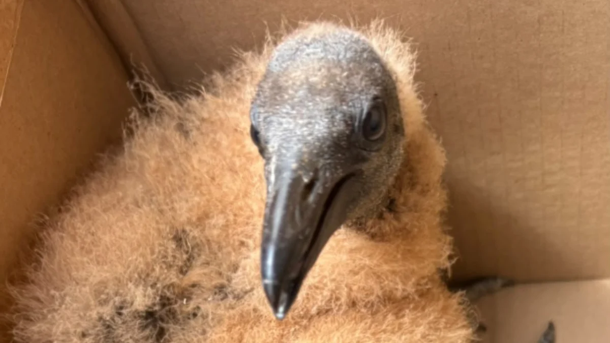 Vigilância Ambiental resgata filhote de urubu no bairro Biquinha
